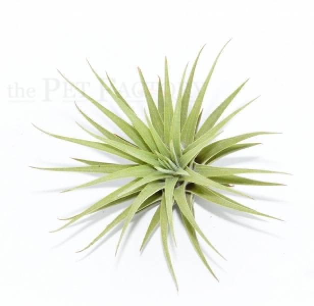 Tillandsia espinosae